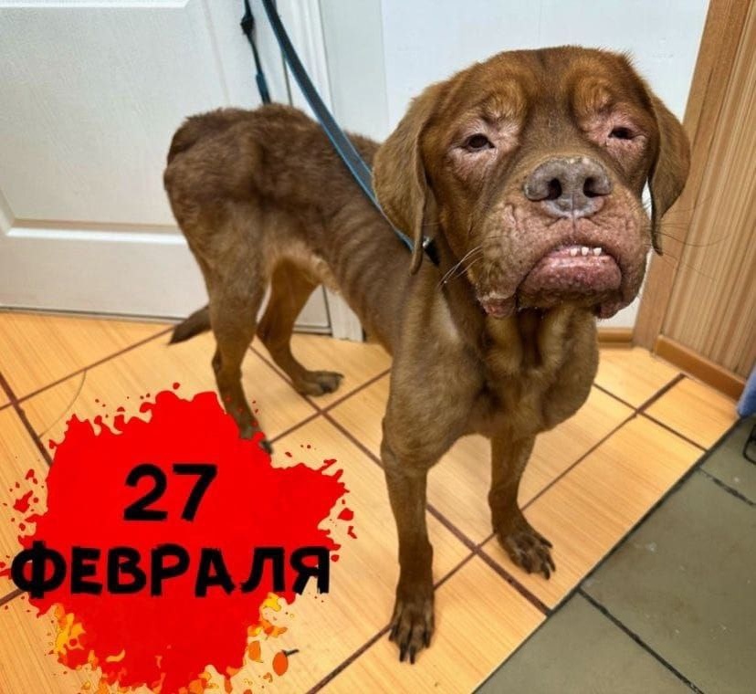 Фото Адмирала при поступлении в приют.