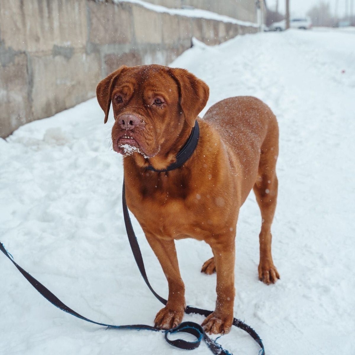 Осталось самое важное - встретить ответственных родителей.