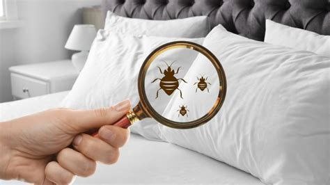 Уничтожение клопов м.Первомайская Москва