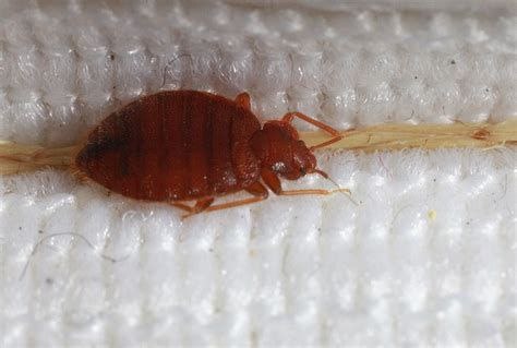 Уничтожение клопов м.Семёновская Москва