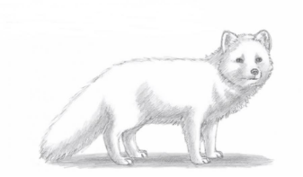 Нохо (песец)