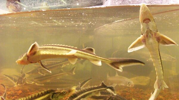    © РИА Новости . Дмитрий Коробейников