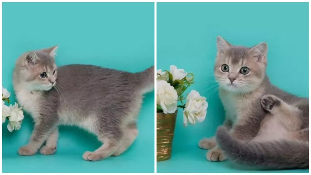     Источник: АВИТО