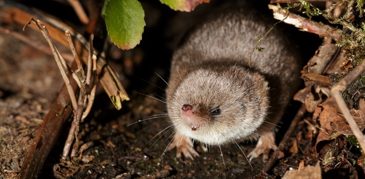 Обыкновенная бурозубка