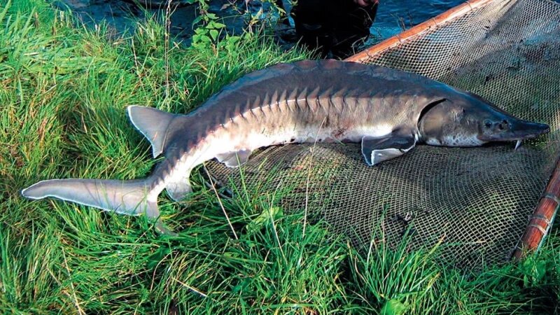    Краснокнижный осетр. Объединенная пресс-служба судов Алтайского края