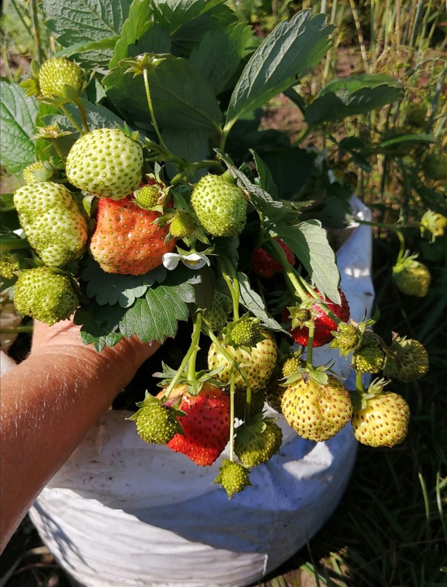 Ремонтантная Королева Елизавета II