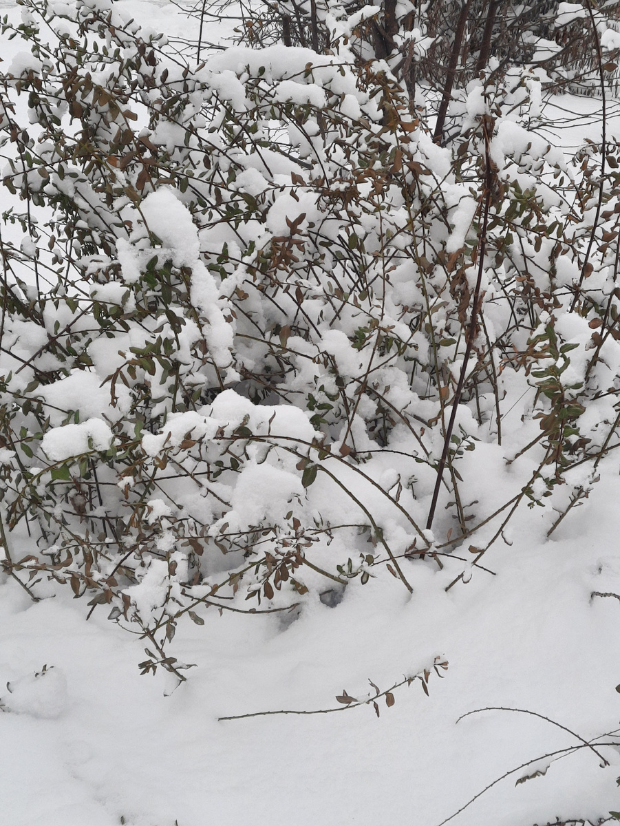 Фото автора.Снег.