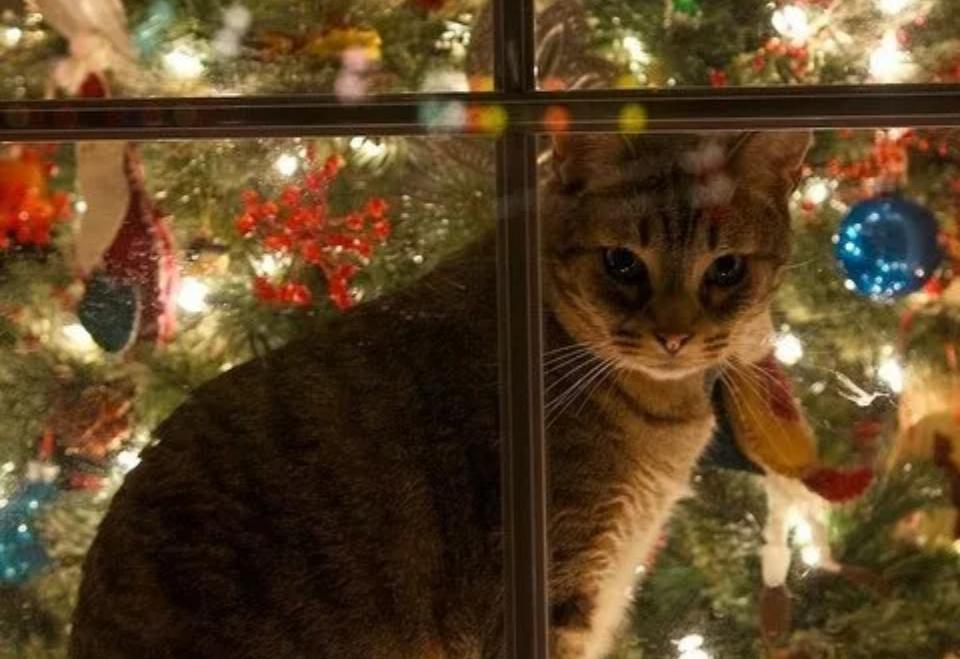 Яндекс.картинки для обложки