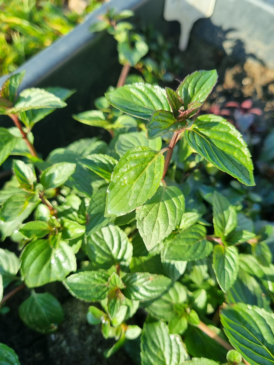 Осенняя мята в контейнерах на улице