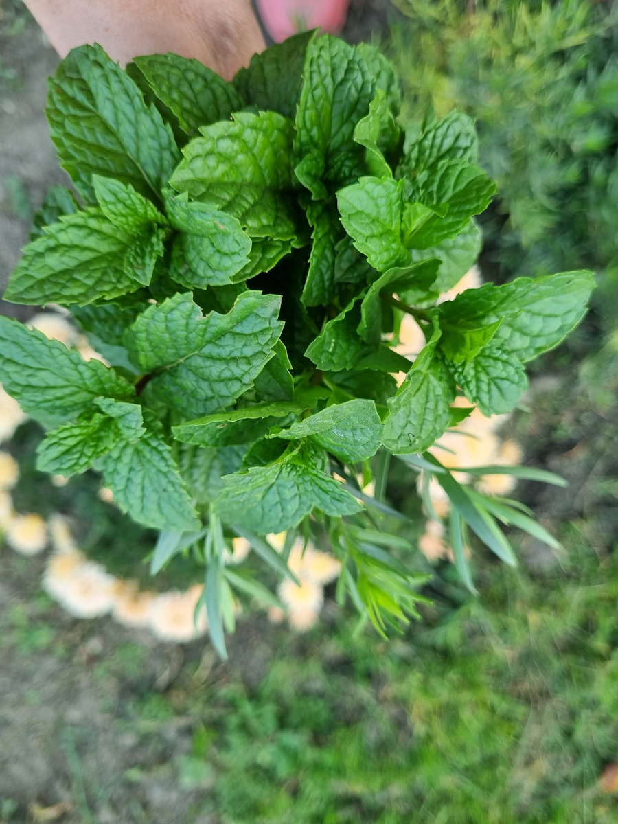 Мята, тархун, розмарин