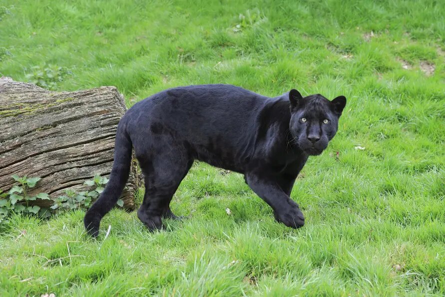    Фото: Jürgen & Christine Sohns/Globallookpress