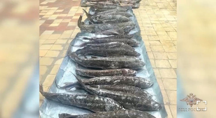    Браконьер с Урала выловил в Югре ценной рыбы на 11 миллионов рублей