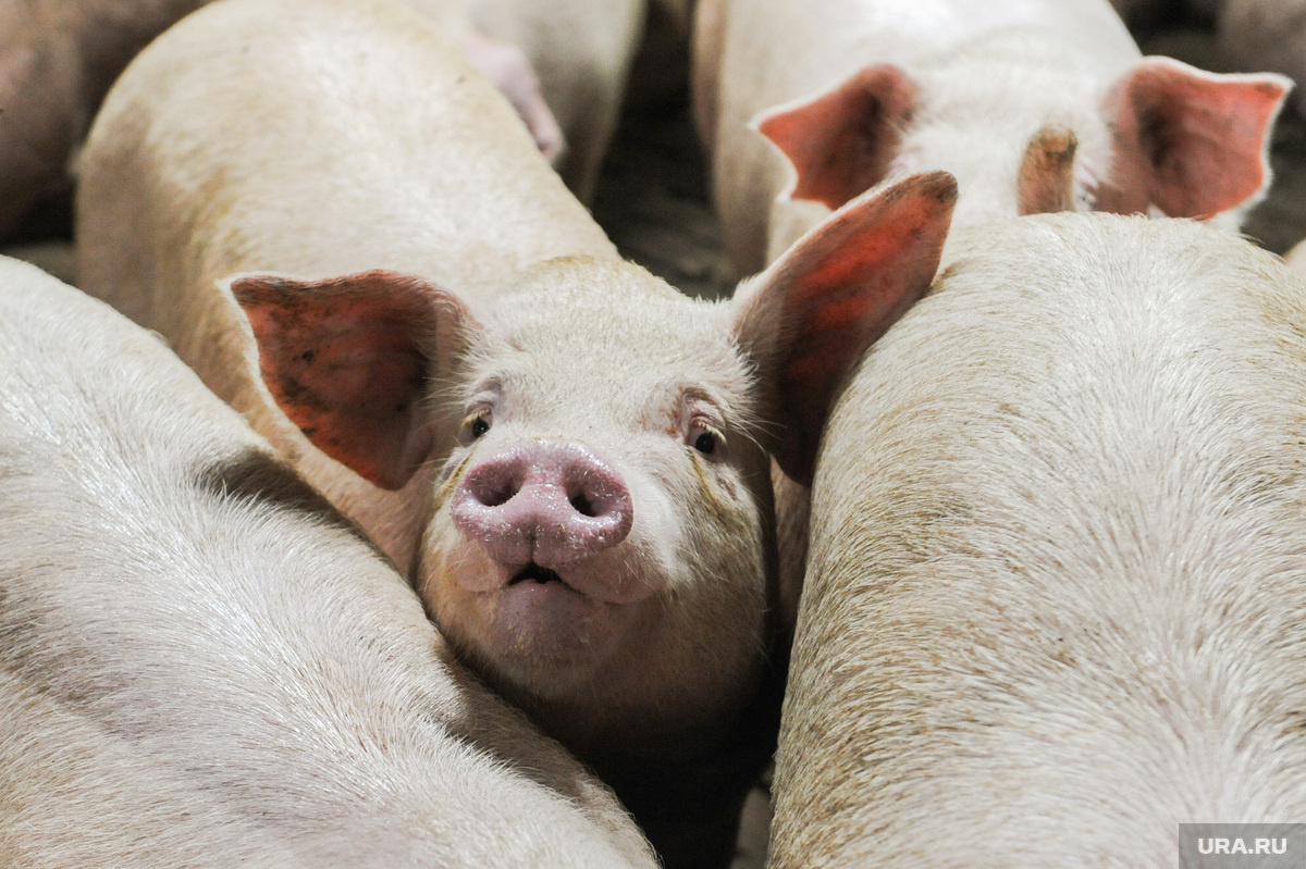 Фото: Вадим Ахметов © URA.RU