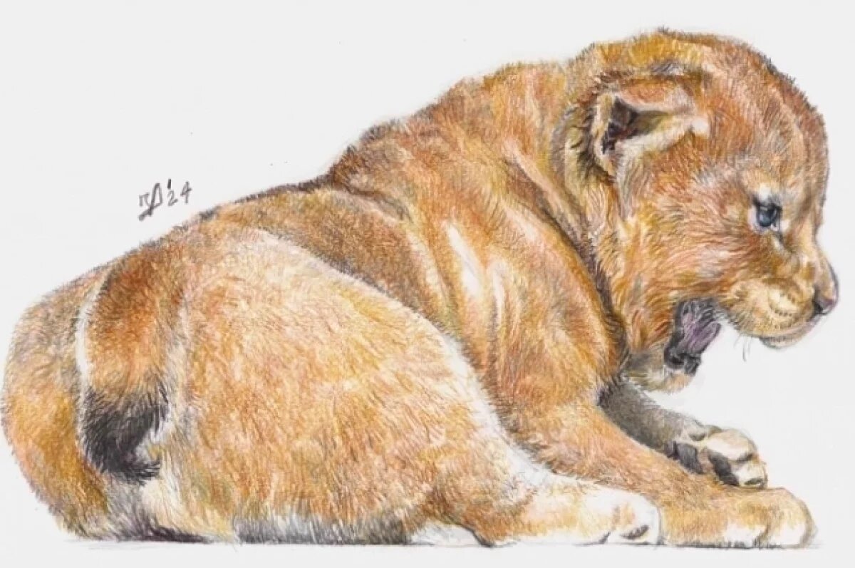    Примерно так выглядел древний кот.