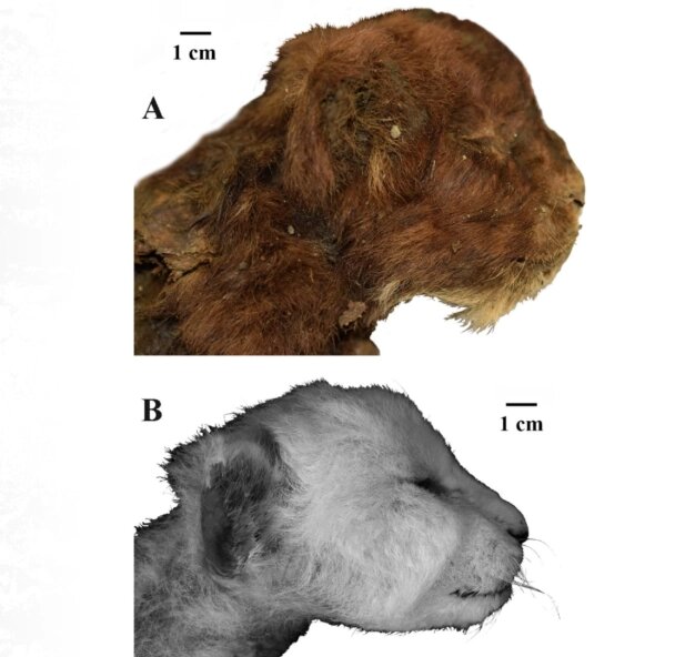    Вверху - древний котёнок, внизу - современный львёнок. Фото: Палеонтологический институт имени А. А. Борисяка РАН