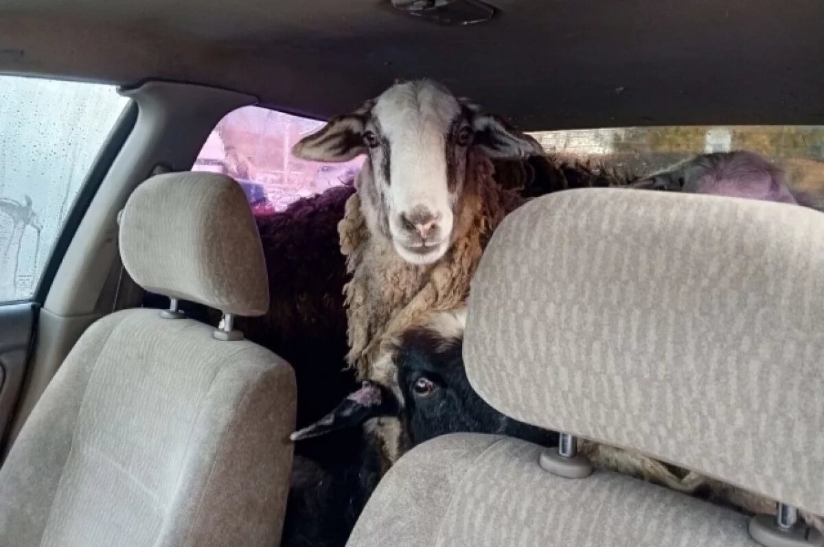    В Омской области три человека на легковушке украли восемь баранов