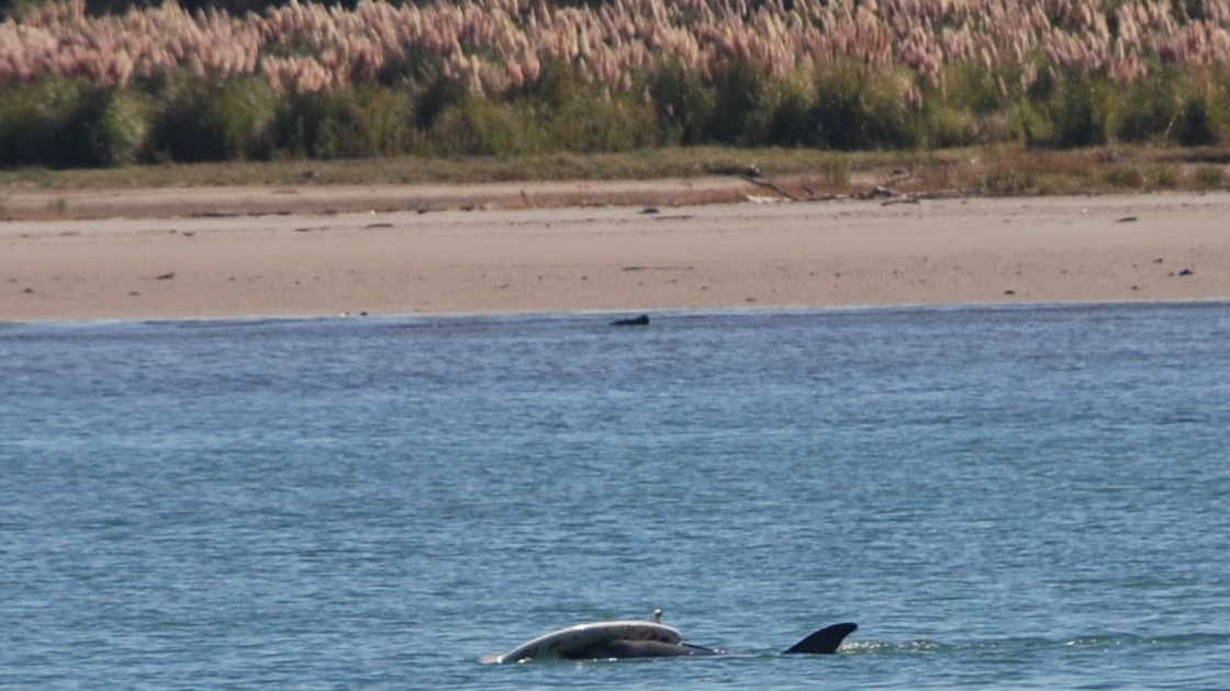 дельфин Моко