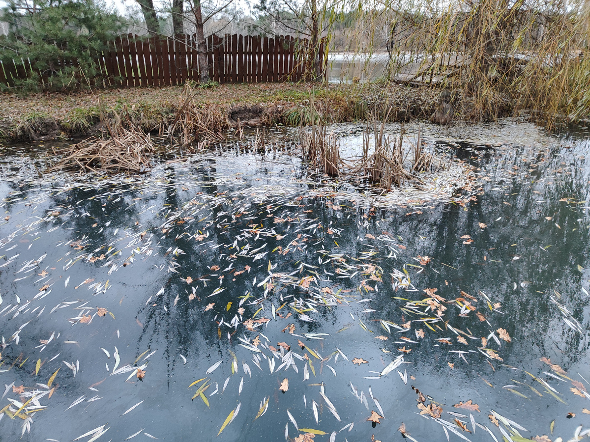 Пруд в Брянском лесу. с.Тулуковщина.  20.11.2024г.