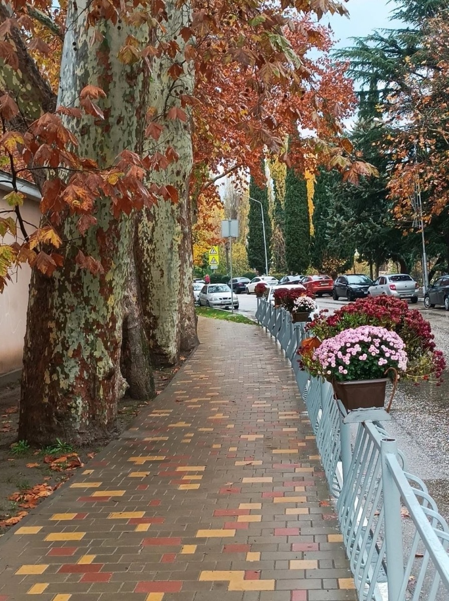 Алушта. Платаны и хризантемы. Фото с сайта города.