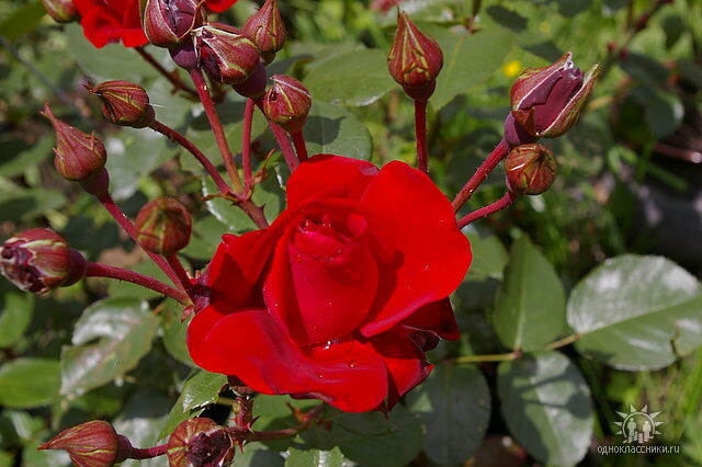 Сантана. Шраб. Роза - сердце моего сада. Моё сердце