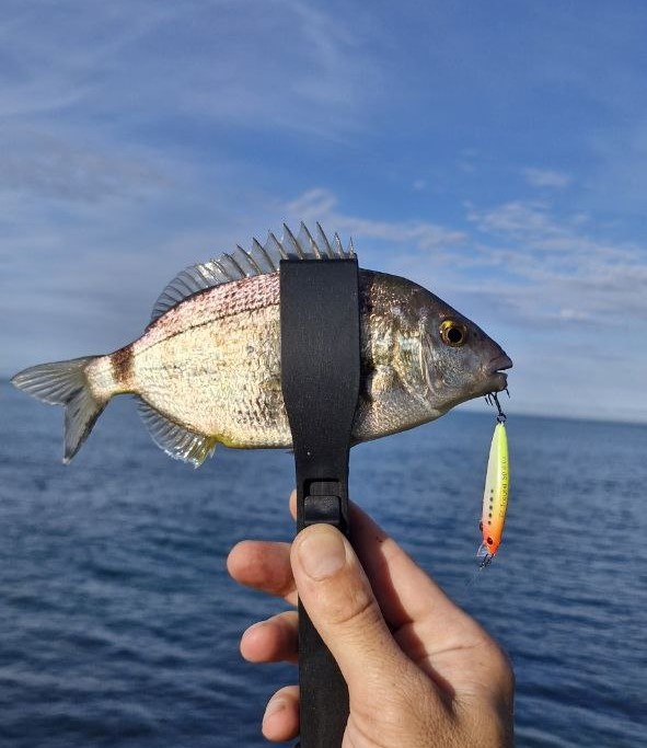 Ласкирь (морской карась) на воблер Troutill 50