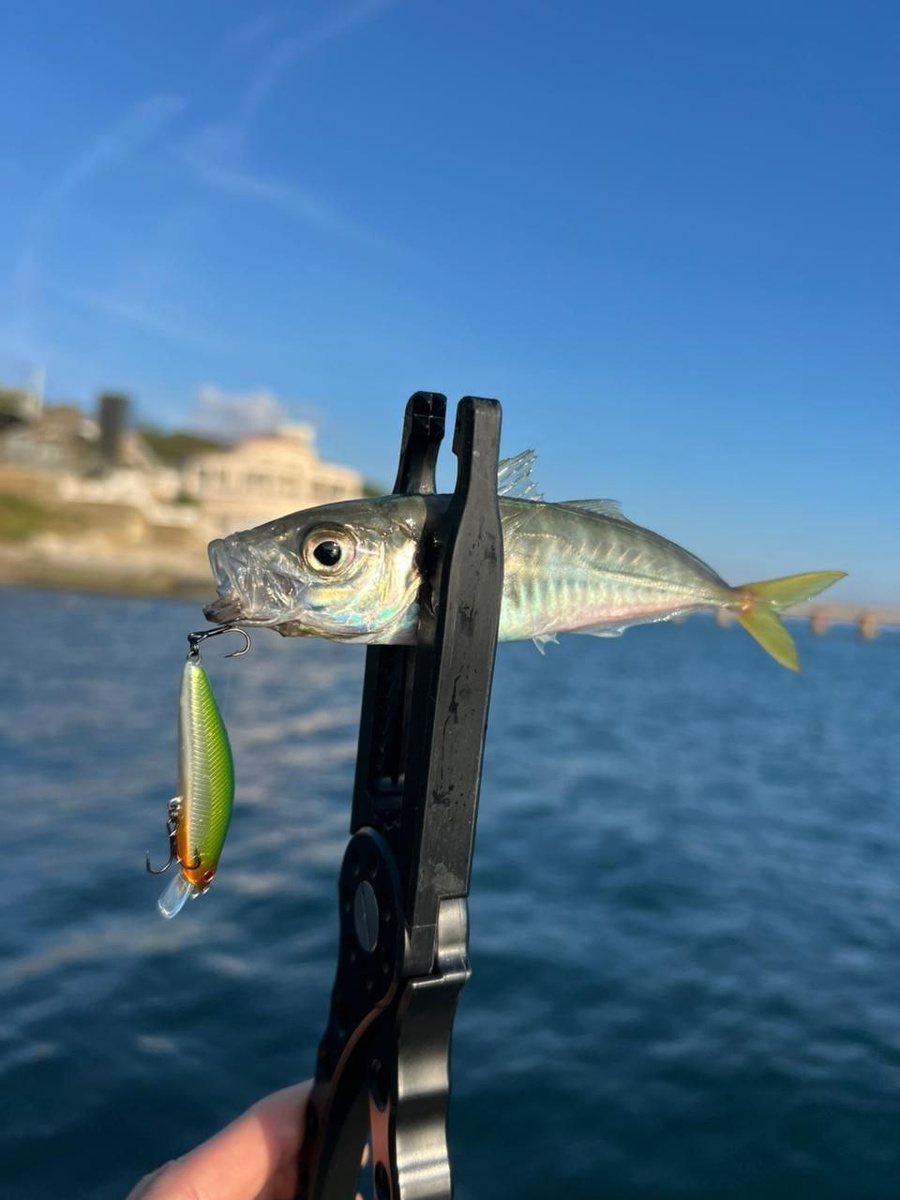 Ставрида на воблер Тротил 50