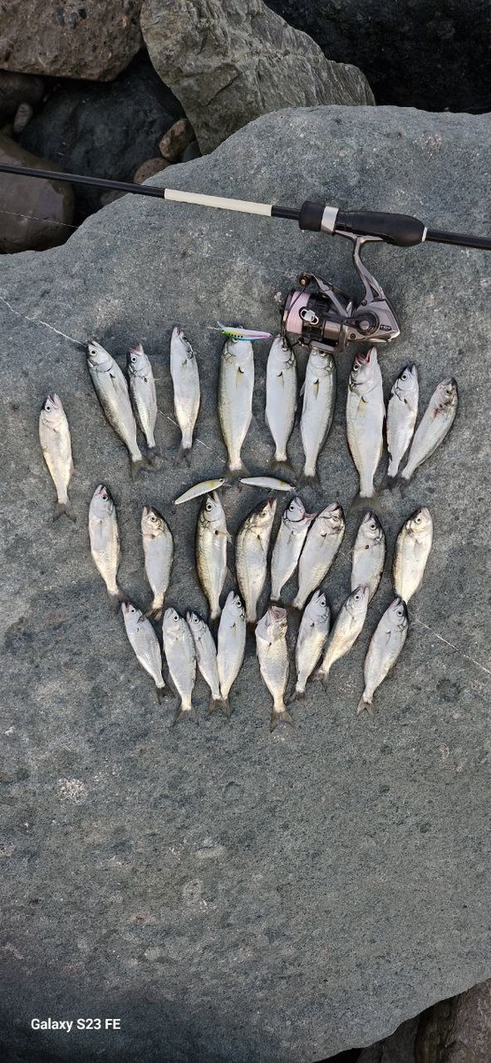 Луфарь на воблеры