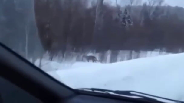 © Скриншот видео из открытых источников.📷
