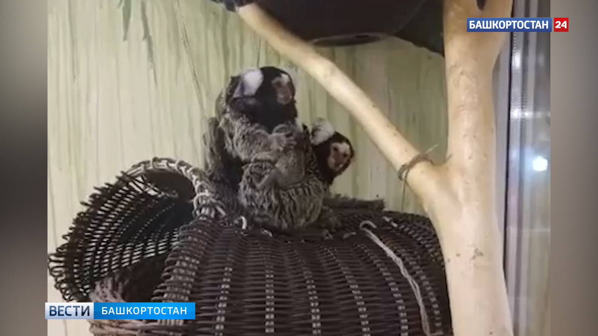    В зоопарке в Уфе в семье обезьянок родились два малыша