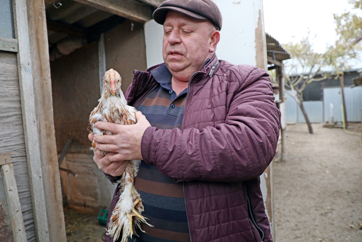    Для разведения породистых кур Вадим Гей покупает инкубационные яйца, взрослая птица стоит в десять раз дороже. /Владимир Аносов/РГ