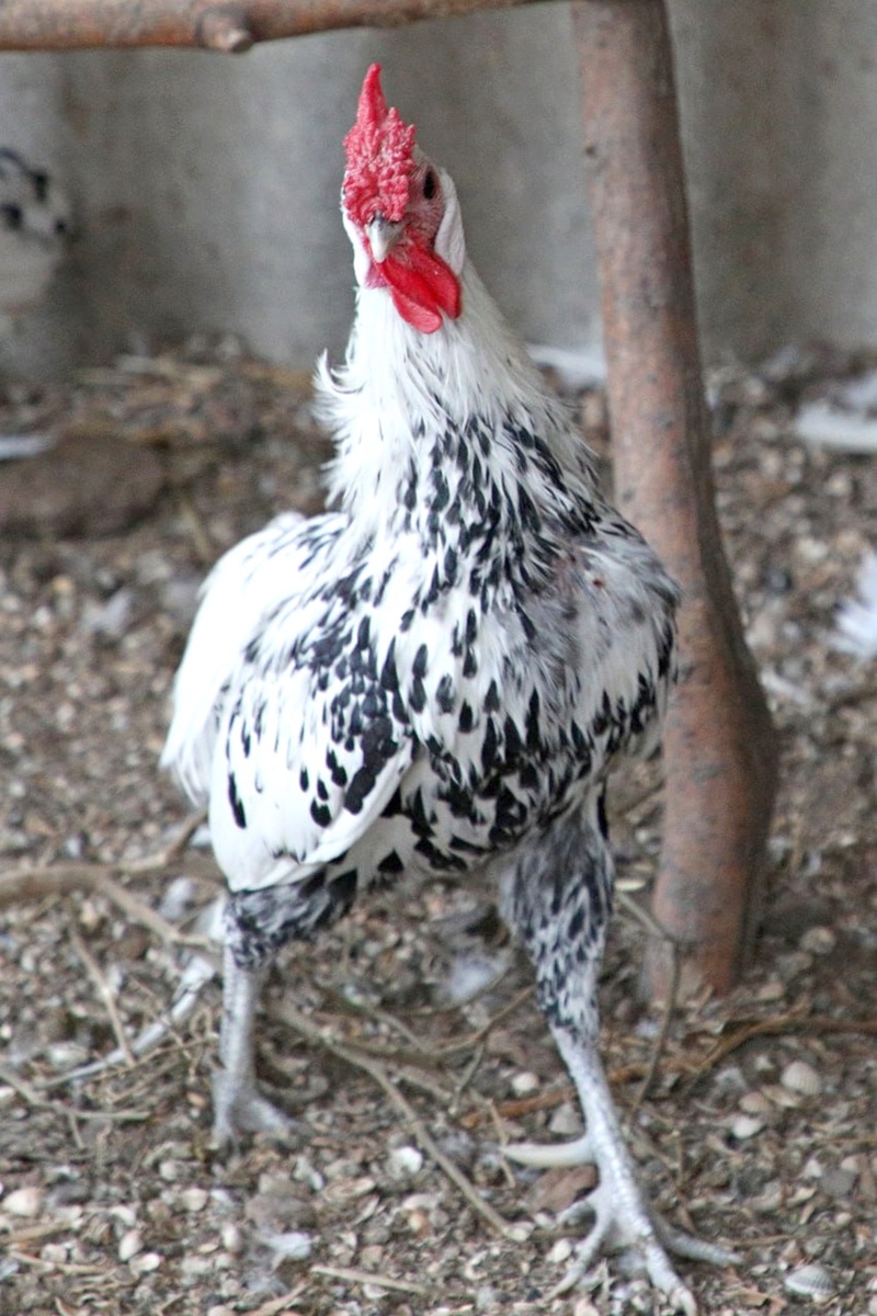    Гамбургский петух: "животина сия отличается худосочностью и нелепым причесоном"./Владимир Аносов/РГ
