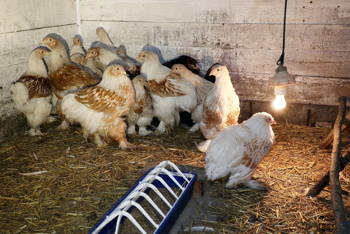    Владимир Аносов/РГ