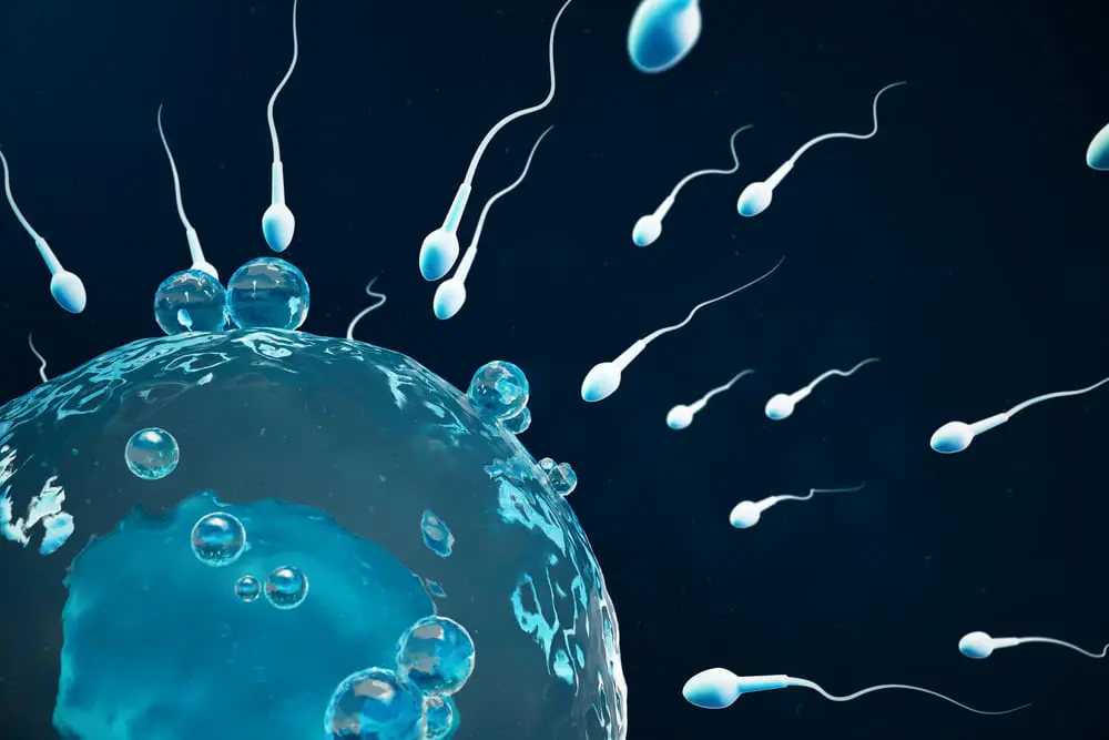 Процесс оплодотворения