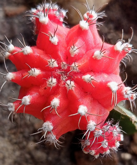 Фото автора канала "Волнушка"