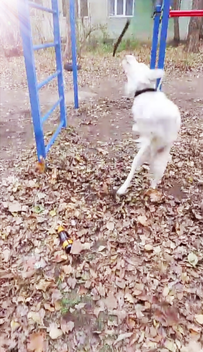 Фото из личного архива автора: Бим на прогулке