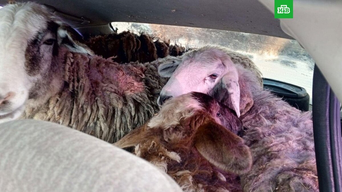    Фото: omsk_police / t.me