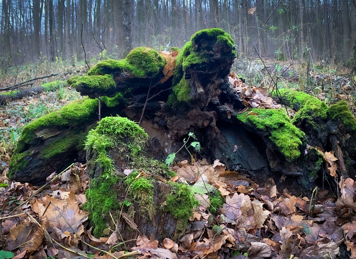 Мои любимые "лешие"