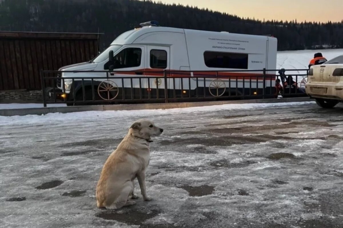    В Башкортостане собака четвертый день ждет возле реки утонувшего хозяина
