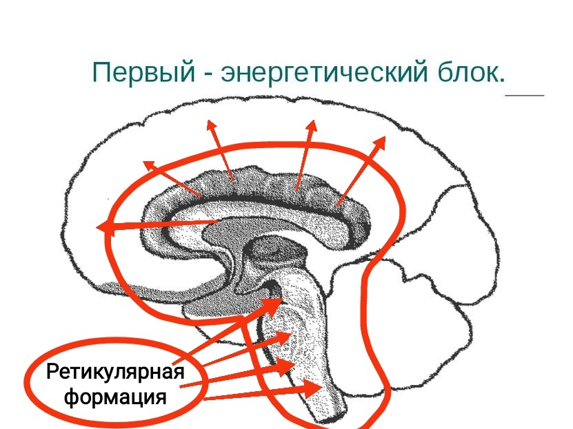 Рис. 1. Первый блок мозга - энергетический блок.