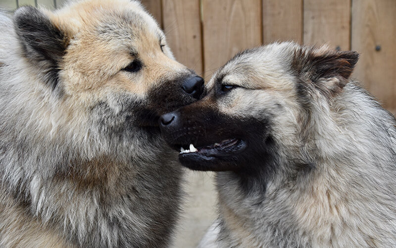 Собака, проявляющая эмпатию к другой собаке.