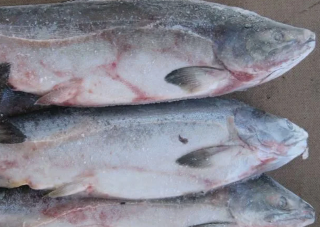 Где по вашему самка?