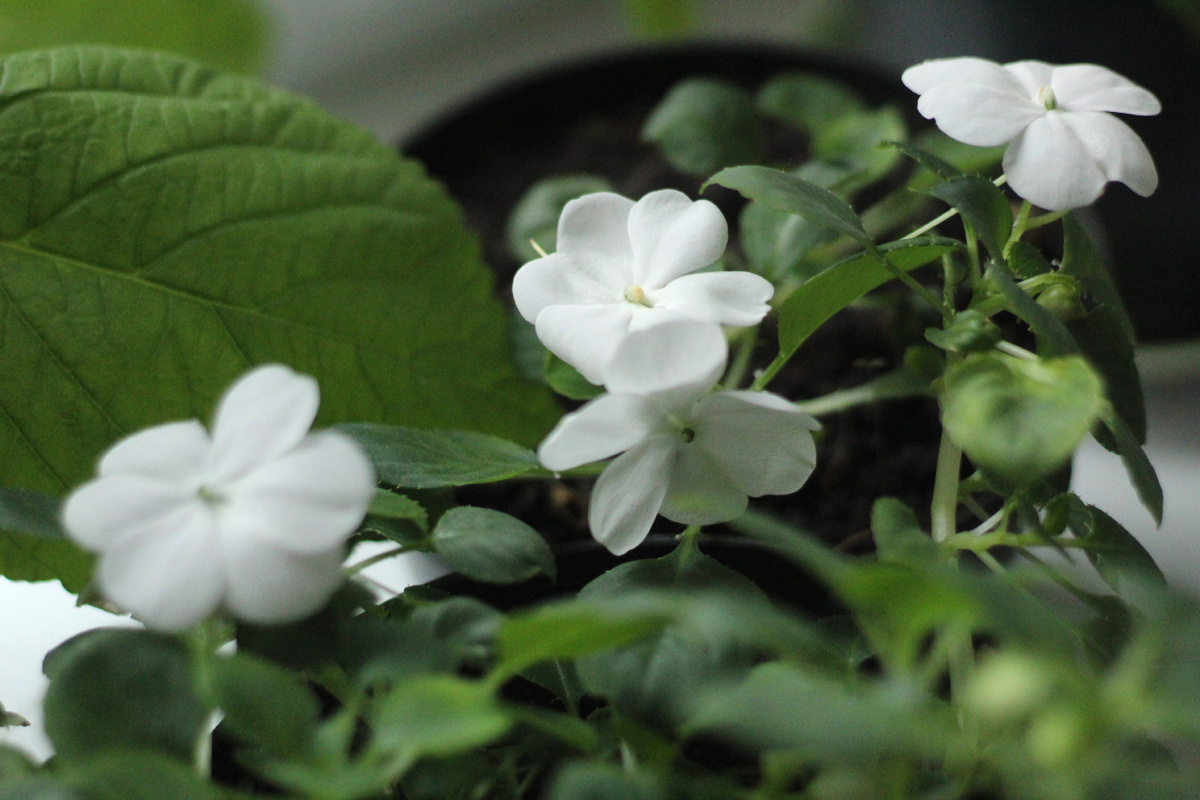Вырос красавец-бальзамин, фото автора