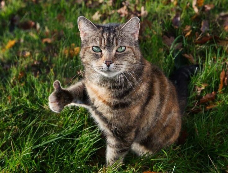 источник Яндекс-картинки