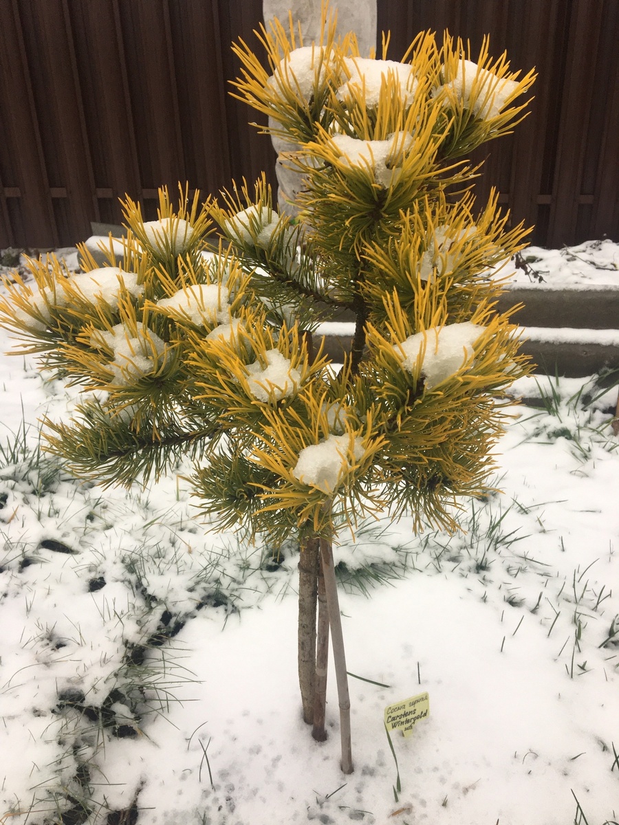 Сосна горная Carstens Wintergold на штамбе в моем саду в конце ноября