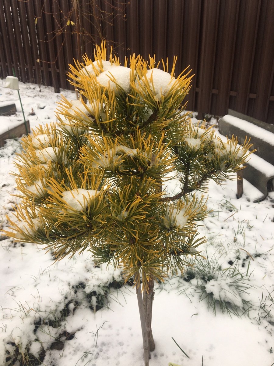 Сосна горная Carstens Wintergold на штамбе в моем саду в конце ноября