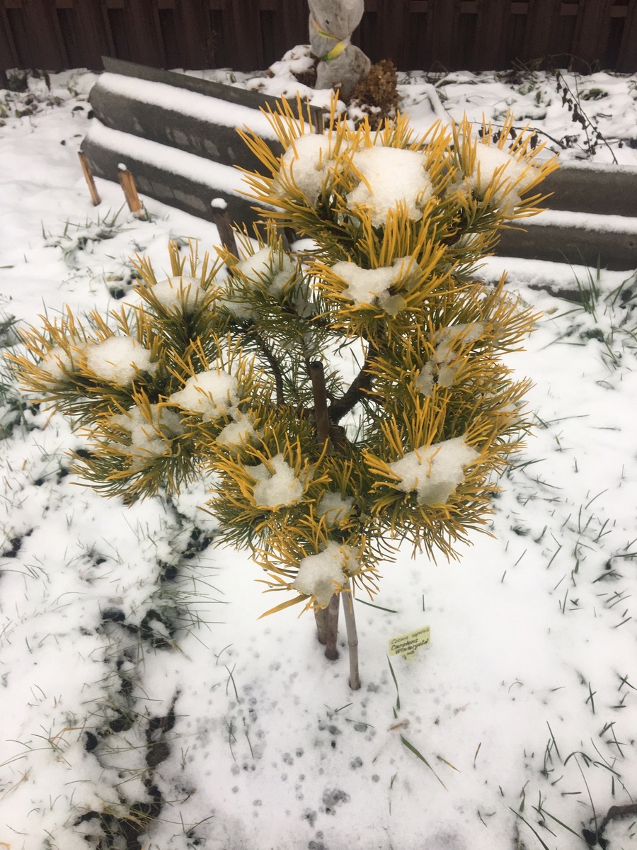 Сосна горная Carstens Wintergold на штамбе в моем саду в конце ноября