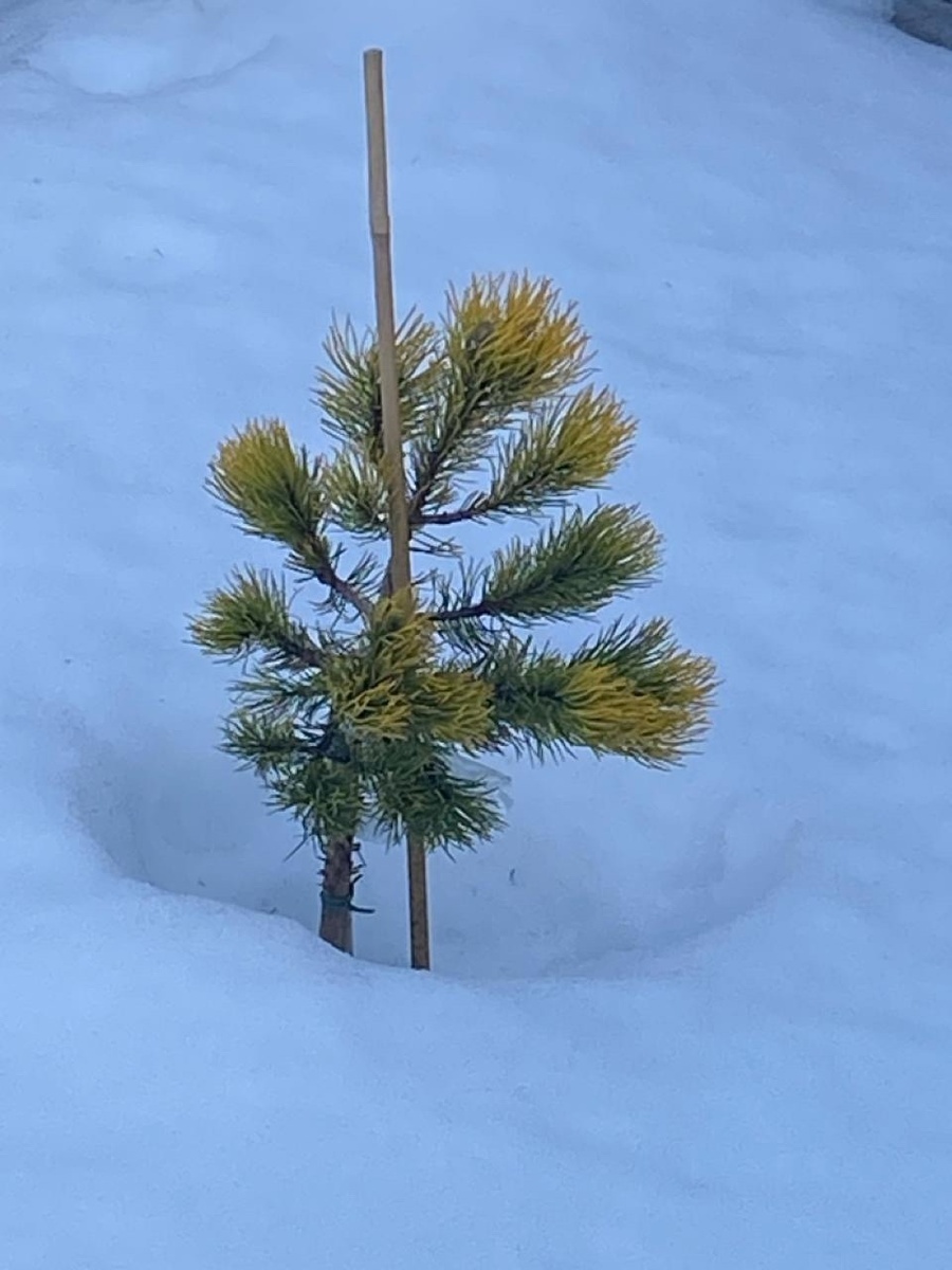 Сосна горная Carstens Wintergold на штамбе в моем саду прошлой зимой. Окрас с осени не изменился и был легким и не по всей хвое.