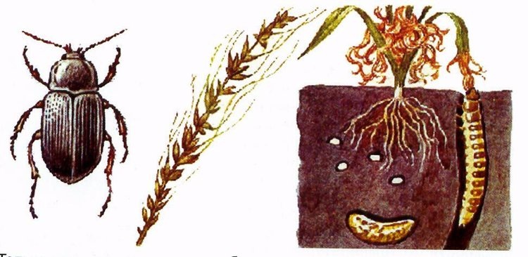    Поля Ставрополья с урожаем под 2025 под надежной защитой