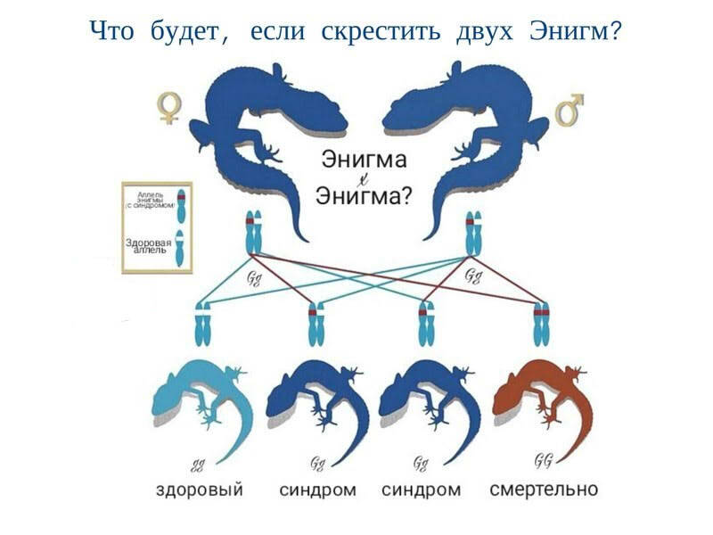 Механизм передачи гена Энигмы