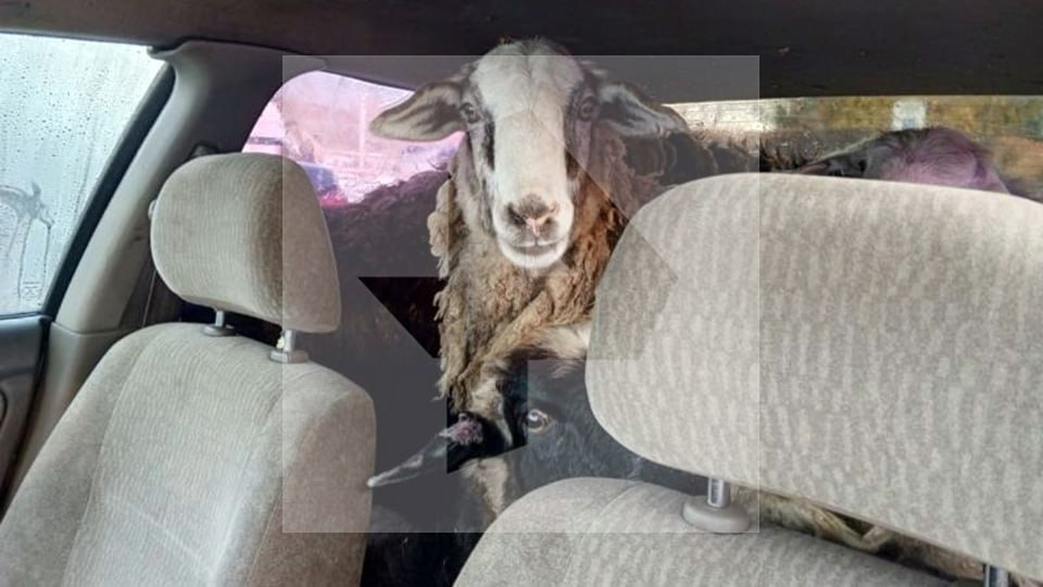 Фото: РЕН ТВ 